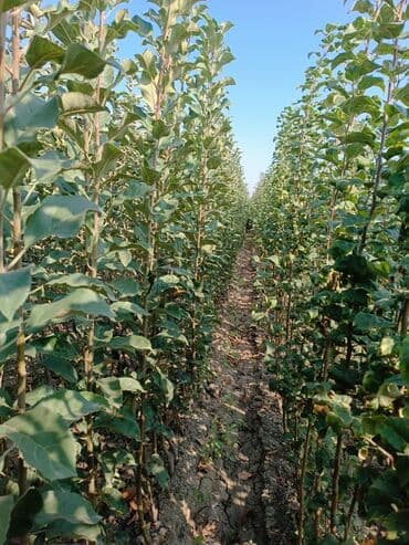 meyvə ağacı: Her sor tinglermiz movcuddur yerli və xarici sortlar var sortlara — 11