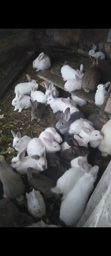 Dovşan balar Qiymet 6- manatdan başlayır, Qiymet aylığa göre deyişir lalafo.az -da Dovşan balar Qiymet 6- manatdan başlayır, Qiymet aylığa göre deyişir