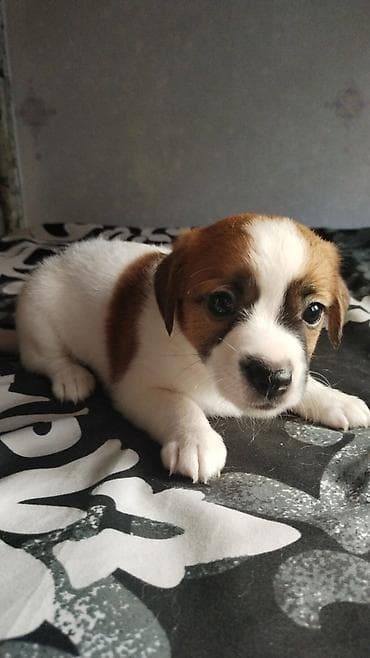 heyvan bazari: Çixuahua, 1 ay — 6