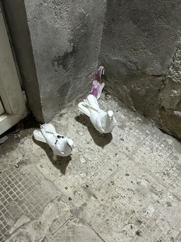 cins ineklerin qiymeti: Cutu 15 manat sonduu — 2