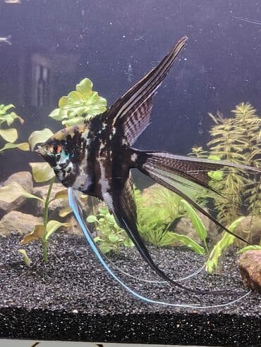 Mələk balığı (skalyari), Sülhsevər