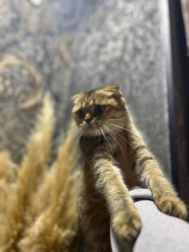 котята в хорошие руки: Золотая шиншилла, Самец, В добрые руки, Самовывоз, Платная доставка — 7