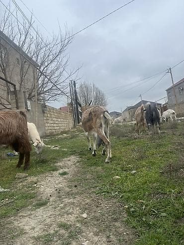 İtlər: Dişi, Alpine, il: 3, Südlük — 2