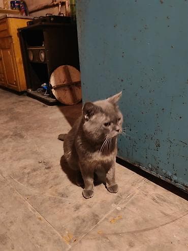 tüklü pişiklər: Rus mavi, Erkək, Yaxşı əllərə, Ödənişli çatdırılma — 2