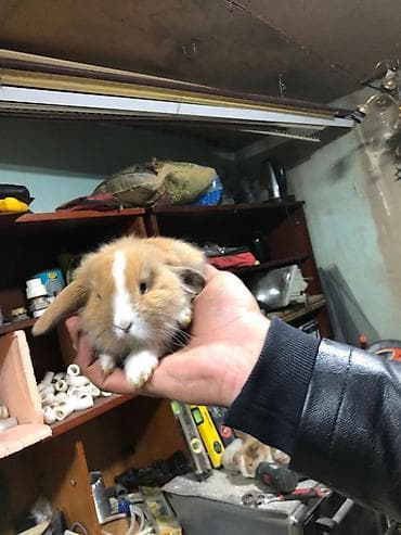 dekarativ heyvanlar: Karlik sallag qulaq balalari Rəng: qızılı-krem və ağ ləkəli Tam — 6