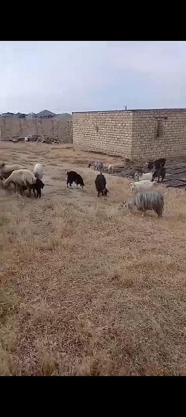 bezekli qoyun sekilleri: 22 baş keçi satılır istəyən olsa ana balali 22 baş kom satılır hamısı — 3
