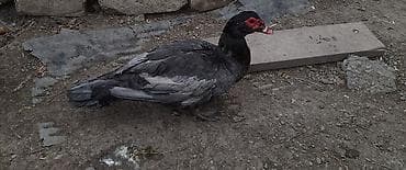 ördeyler: Musk ördəkləri (indoutka) – 1 cüt.Fərə yuva düzəldir yumurtlayacaq — 2