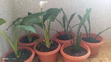 otaq bitkilərinin adları: 6 eded dicəkdə hazir vezyetde gul satilir catrlma daxil qiymet Ev — 7