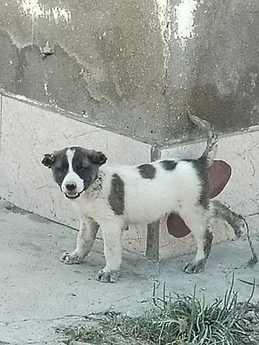 volkodav itleri: Qurdbasar, 1 ay, Erkek — 3