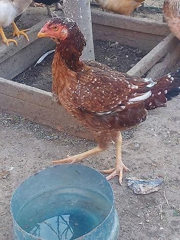 it pisik sekilleri: Heyratı Cavan Fərədi Kürtdən təzə ayılıb tam sağlamdı real Alıcıya — 4