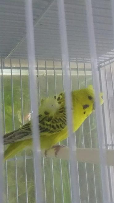 sisar quşu: Yaponiclər və yaponicdən dömmələr — 7