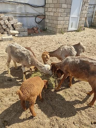 cucə satışı 2023: Ana bala qoyunllardi hazr yunllarda qirxildii diwleri agzndadi cavan — 6