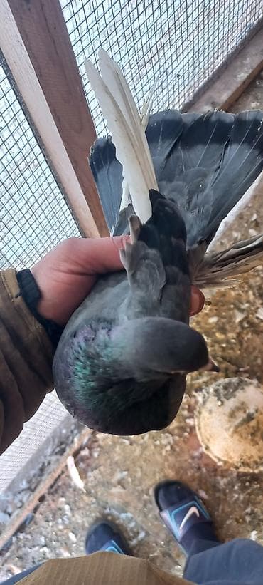 qus sesi: 15 manat mayadi — 2