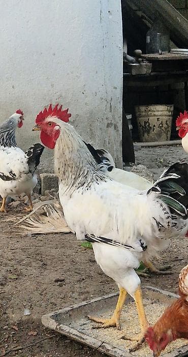 çin bildirçini: Təmiz cins xoruzlar (bir neçə rəngdə) 2 klo-dan yuxarı orta və iri — 10
