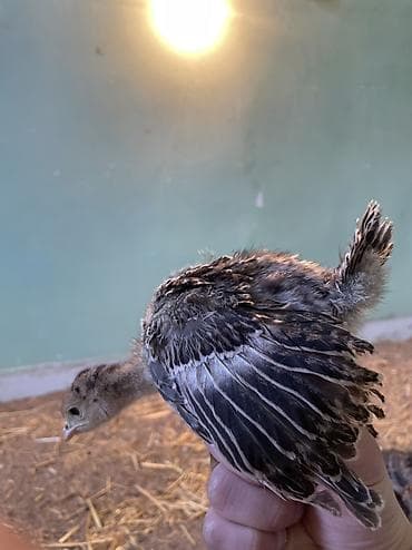 su donuzu: Məhsul: Hinduşka cücələri (pulyoçkalar) Sağlam, seçmə hinduşka — 2