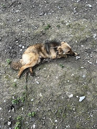 itler: İt – orta ölçülü, uzun tüklü, qızılı-qəhvəyi rəng çalarda, qara kürək — 4