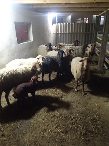 sabuncu it bazari 2024: Dişi, Qala, il: 1, 50 kq, Damazlıq, Ünvandan götürmə — 3