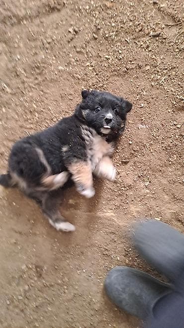 pomeran itleri: Cinsini bilmirem balaca toppuw itdi — 1