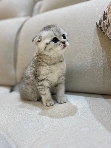 pişik adları: Şotland yastı qulaq — 2