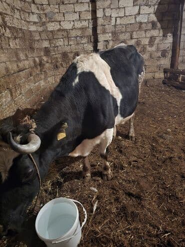 Kənd təsərrüfatı quşları: Etlik super ineydi — 7