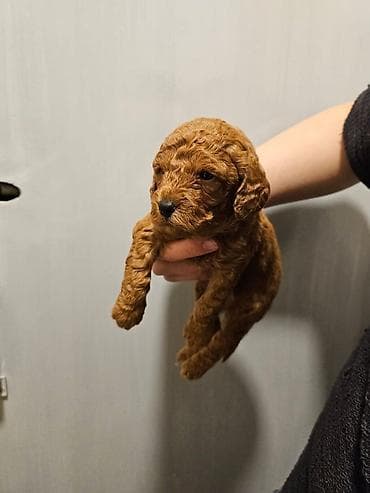 heyvan bazari itlerin satisi: Pudel, Erkek — 1
