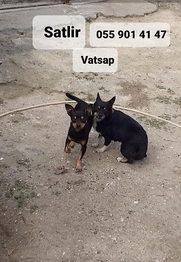 Miniatür pinçer — 1