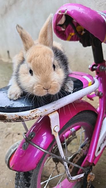 pitbul balaları: Cins boyumeyen dovşan balalari. Tek ve top satilir. Çatdirma metro ve — 7