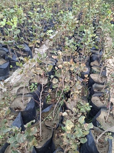 zeytun satisi: Püstə ağacı və yaxud antep fısdığı fisdəşka adlandırılır olduğca nadir — 8