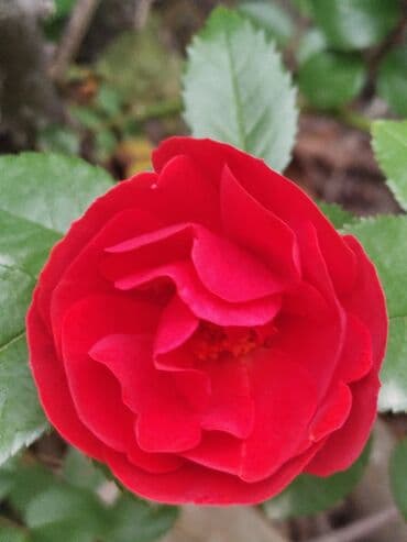 oğlan şəkili: Məhsul: Gül kolları (qızılgül) Təsvir: - Şəkillərdə müxtəlif rəng və — 2