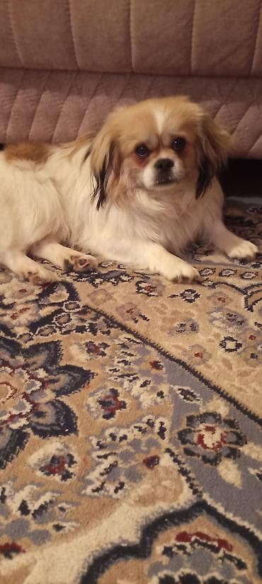 heyvan qoyun: İtlər — 1