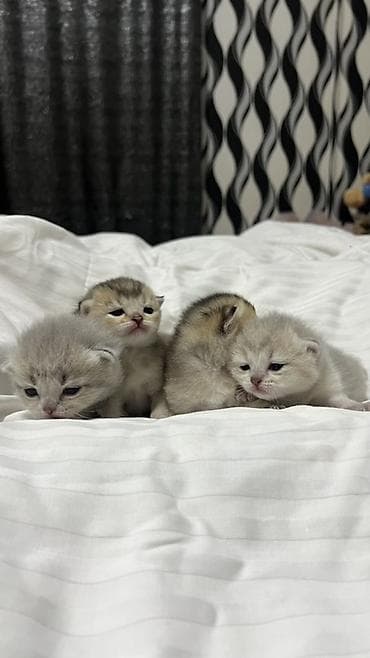 Pişiklər: Britan — 8