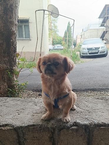 it alman: Pekines, 1 il, Erkək, Ünvandan götürmə — 3