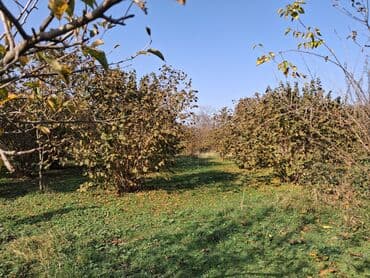 xacmazda satilan heyet evleri: 30 sot, Kənd təsərrüfatı — 2