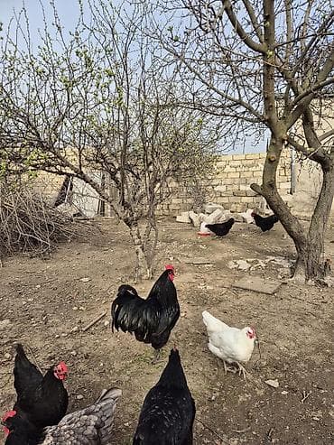 barter heyvanla: Xoruz, il: 1 — 2