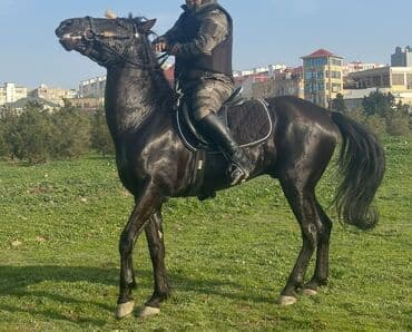 at dayca: Erkək, il: 6, Rayonlara çatdırılma — 2