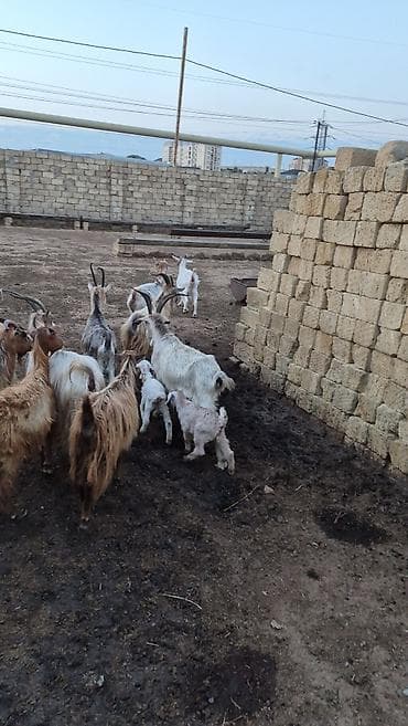 saanen kecisi: 2dənədə balalı keçi içində Bozbaş və anglo-nubian qarışığı yerli — 3