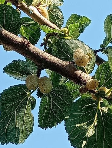 Находки, отдам даром: Salam ağ tutnan qara tut var kilonan satılır kim isdese yaza biler ve — 5