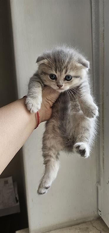 Pişiklər: Britan, Erkək, Dişi, Yaxşı əllərə, Ünvandan götürmə, Ödənişli çatdırılma — 3