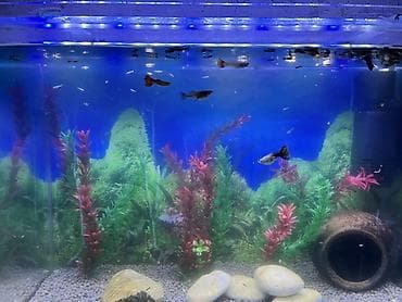 ruletka cat: Dördbucaq akvarium, Balıqlarla birlikdə, 90 l, Ünvandan götürmə, Ödənişli çatdırılma — 7