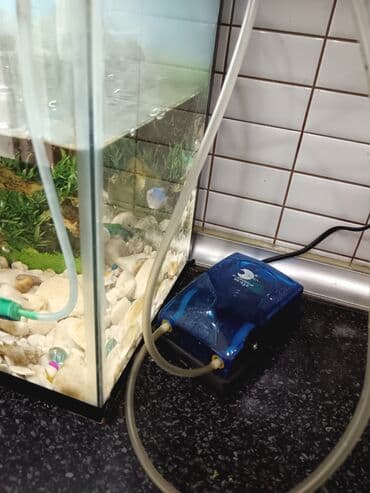 Lincoln: Tam komplekt akvarium seti - Şüşə akvarium, üst qapaqlı - Daxili — 3