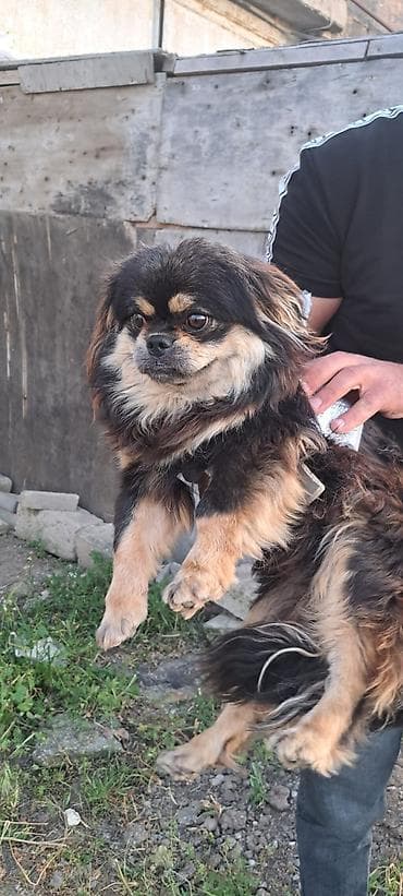 bulduk it: Pekines, Erkek — 2