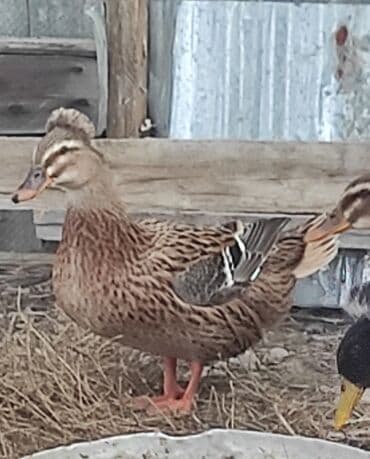 ördək haqqında məlumat: Salam 1 yaşıl baş kəkilli, 2 sona 1 ri kəkilli satilir qiyməti 60 AZN — 10