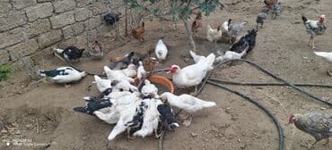 zumrud ordək: Məhsul: Muskovi (Hind) ördəkləri – müxtəlif rənglərdə sürü Təsvir: - — 10