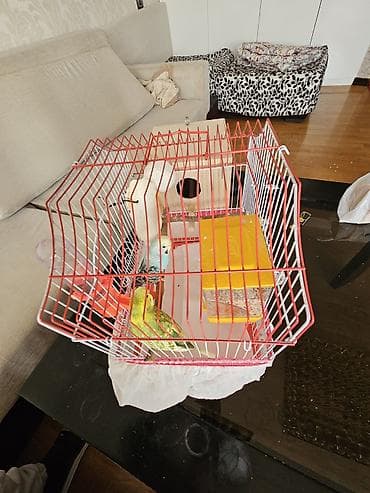 quş üçün qəfəs: Bala verməyə hazırlaşan muhabbət quşları. Sağlamdırlar və aktiv — 3