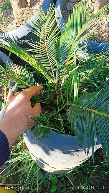 karlik yonca toxumu: Saxsağan xurması (Cycas revoluta) – dekorativ qapalı/açıq məkan — 4