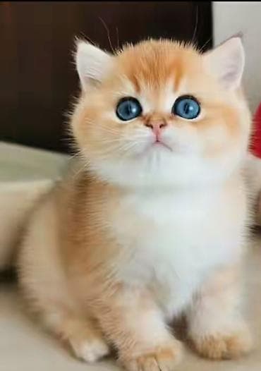 siyan pişiyi: Britan, Erkək, Dişi, Yaxşı əllərə, Ünvandan götürmə — 1