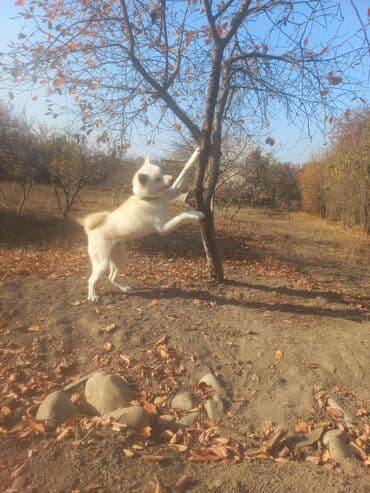 Akvariumlar: Erkek — 2