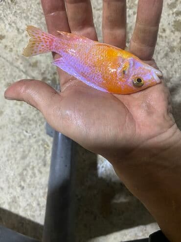 İtlər: Cixlid balığı — 1