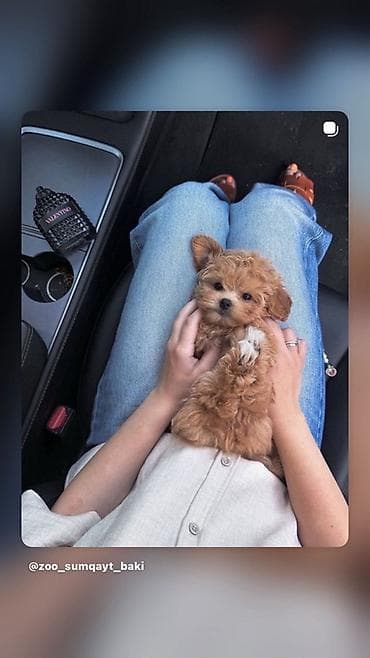 it tap az: Kore poodle xaricdən gelmə ata 1 kilo 500q- Ana 2 kilo — 5
