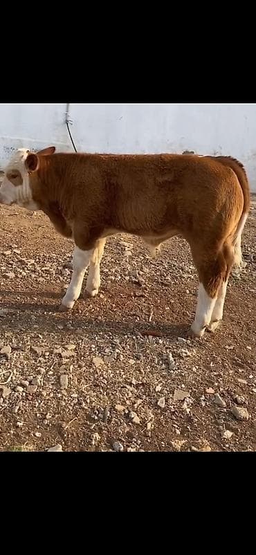 Məhsul: Qaramal – erkək dana - Cins tipajı: ətlik istiqamətli, iri lalafo.az -da Məhsul: Qaramal – erkək dana - Cins tipajı: ətlik istiqamətli, iri